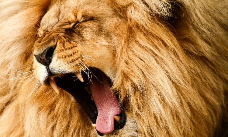 roaring lions