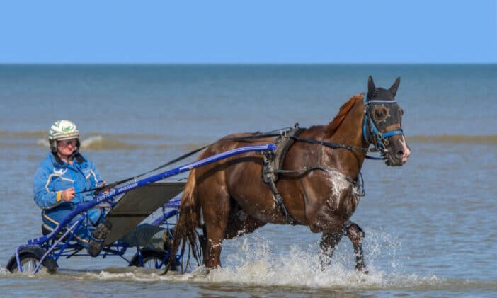 harness horse ocean